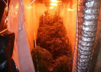 Mini serra di marijuana in casa, arrestato lametino