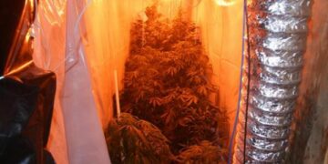 Mini serra di marijuana in casa, arrestato lametino