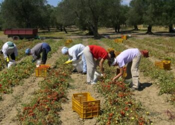Denunciati 118 falsi braccianti nella sibaritide