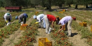 Denunciati 118 falsi braccianti nella sibaritide