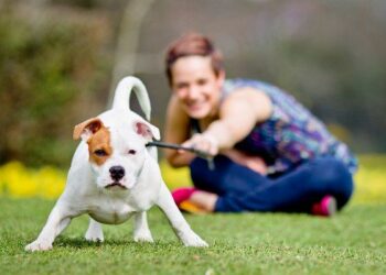 Escrementi di cani, ‘basta incivilta’ per le strade’