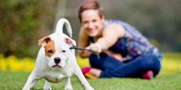 Escrementi di cani, ‘basta incivilta’ per le strade’