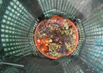 Cibo che ritorna cibo, primo compostatore elettromeccanico in Calabria