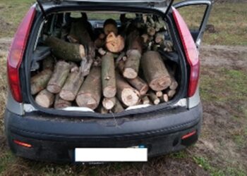 Tagliavano alberi nell’ex area Sir a Lamezia Terme, due arresti