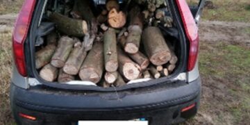 Tagliavano alberi nell’ex area Sir a Lamezia Terme, due arresti