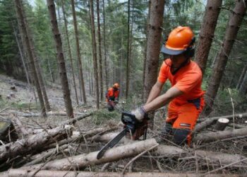 La filiera legno-energia sviluppo per Saracena