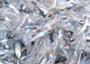 Sequestrati 110 kg di bianchetto nel reggino: donato in beneficenza