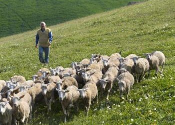 Approccio Leader, troppe incongruenze Regione sospende avviso pubblico