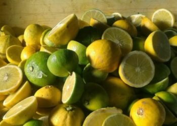 Bergamotto essenza di Calabria, l’eccellenza italiana unica al mondo