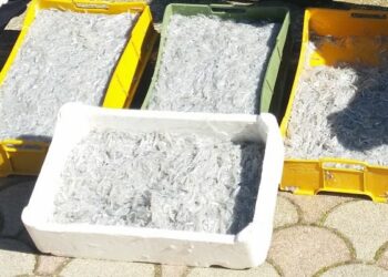 Sequestrati 30 kg di ‘bianchetto’ non commestibile a Rossano