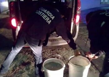 Sequestrati 200 chili di ‘bianchetto’ tra Trebisacce e Roseto