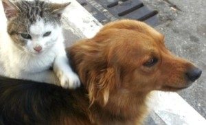 Cane e gatto