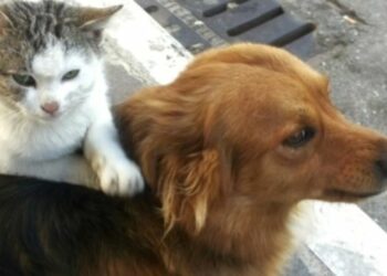 A Briatico il gatto-geisha che massaggia il cane