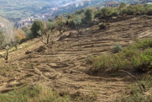 Mesoraca loc. Maddamme