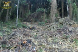 Monte Fuscaldo Santa Severina furto legna
