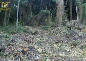 Santa Severina, denunciato operaio albanese per ricettazione di legna