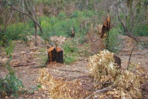 Taglio abusivo alberi di eucaliptus