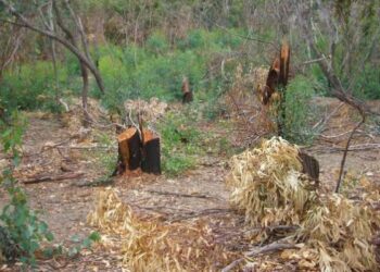 Sventato furto di legna da un rimboschimento a Crotone