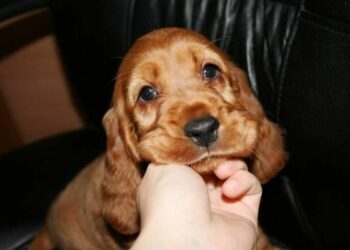 Cucciolo preso a calci, denunciato calabrese: ora ‘Binario’ cerca casa