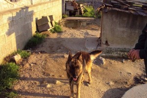 Cane legato con catena