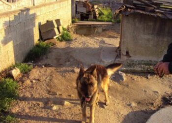 Cani a catene troppo corte e rane nella ciotola dell’acqua, denunce a Crotone