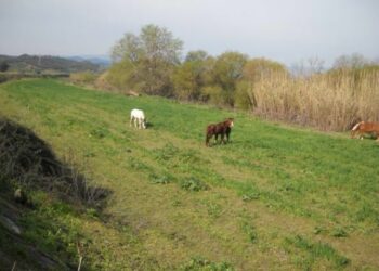 Recinta area per pascolare cavalli, denunciato pensionato a Crotone