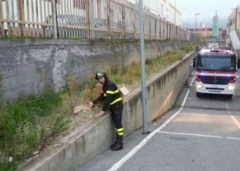 Cucciolo cade in torrente nel catanzarese: salvato dai pompieri