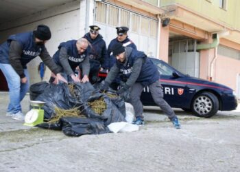 Supermarket della marijuana a Mesoraca, sequestrati 30 kg di droga