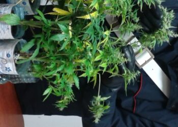 Serra di ‘maria’ nel sottotetto, arrestato 37enne a Isola Capo Rizzuto