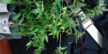 Serra di ‘maria’ nel sottotetto, arrestato 37enne a Isola Capo Rizzuto