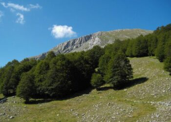 Calabria: su Pollino 103 specie alberi monumentali