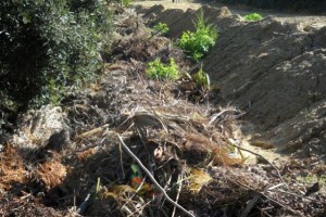 Rifiuti vegetali interrati