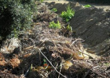 Rifiuti di natura vegetale interrati a Scandale