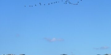 Mille Gru provenienti dall’Africa volano sopra il cielo di Ciro’