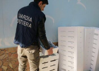 Sequestrati 30 kg di bianchetto nel crotonese