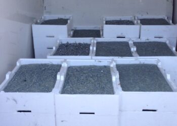 Fermato furgone sulla SS106 con 250 kg di bianchetto