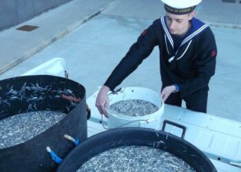 Pesca illegale, 270 chili di bianchetto sequestrato dalla guardia costiera