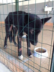 Cane Nero salvato (2)