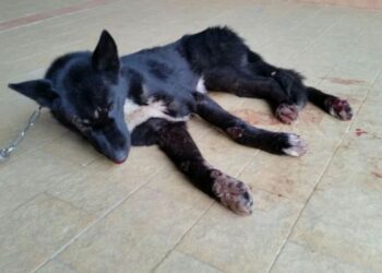 Cane legato ad auto, trascinato e poi buttato in un fosso: Nero e’ vivo