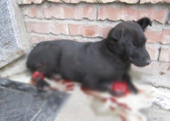 Petilia Policastro: pirata investe un cane e fugge, ricercato