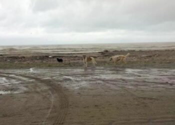 Cani abbandonati sulla spiaggia di Ciro’ Marina