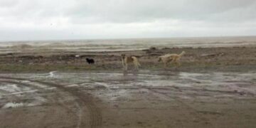 Cani abbandonati sulla spiaggia di Ciro’ Marina