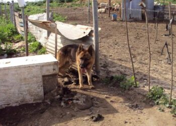 Macellazione clandestina a Crotone, resti di agnelli nell’ovile