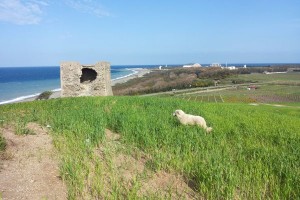 Il 'custode' della torre
