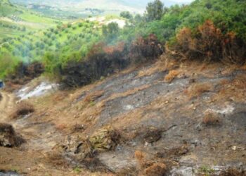 Arrestati due piromani in un bosco di Rocca di Neto