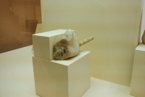 Mano di Apollo esposta a Ciro' Marina