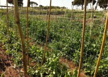 Ruba 10 kg di piselli, minaccia con coltello e bastona proprietario