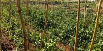 Ruba 10 kg di piselli, minaccia con coltello e bastona proprietario