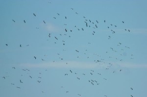 Stormo Cicogne Bianche su Cirò Marina