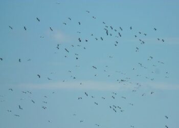 Nel cielo di Ciro’ Marina lo spettacolo delle cicogne bianche